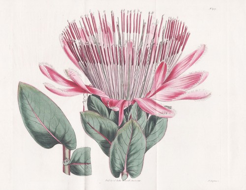 Metrosideros speciosa - metrosideros,
