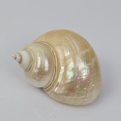 Conchiglia vintage madreperla - conchiglia,