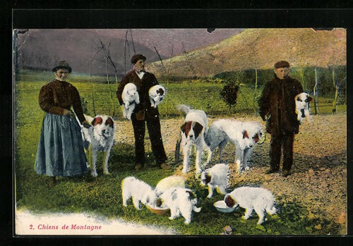 Cartolina chiens montagne - chiens,