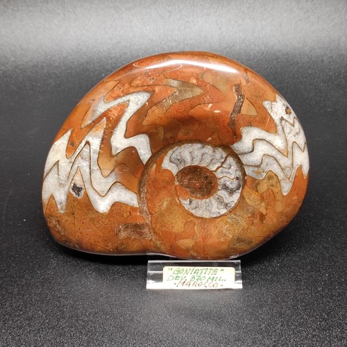 Fossile ammonite goniatite - ammonite, 370