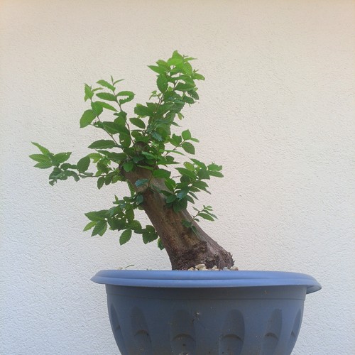 Bonsai carpino bianco - carpino,