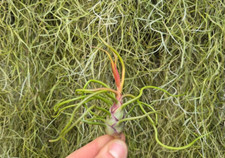 Tillandsia bulbosa Air Plant