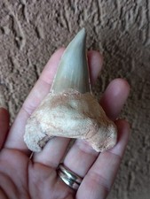 Fossili * GRANDE DENTE DI SQUALO