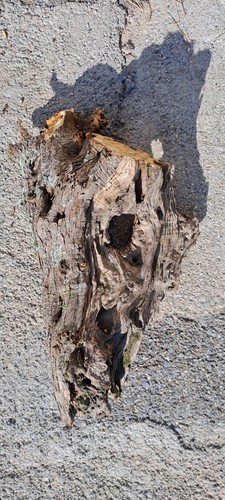 Legno ulivo per - legno,