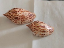 Conchiglia Shell Voluta HARPULINA LAPPONICA set 2 pezzi mm 76,4 - 64,7 Sri Lanka