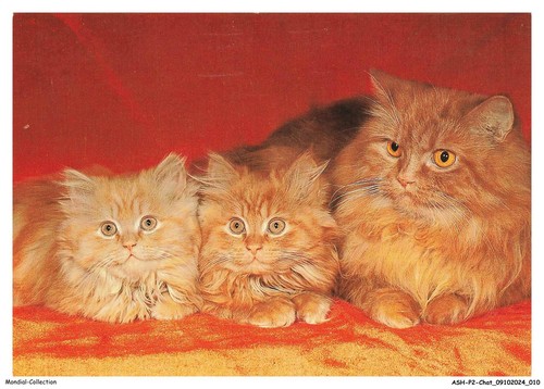 Ashp2 0087 gatto - -, gatti