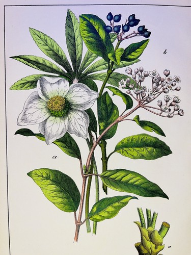 Antichi quadri fiori - quadri,