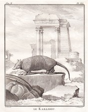 Scaglierà Pholidota Pangolino