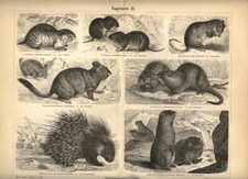 Stampa Antica 1898 = RODITORI