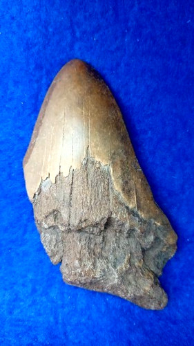 Dente megalodonte - di,
