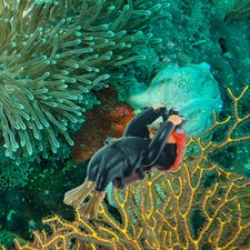  Ornamenti Per Acquario