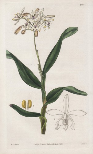 Epidendrum pallidiflorum - epidendrum,