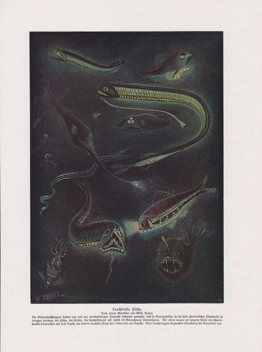 Brillanti pesci anglerfisch - brillanti,