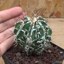 Astrophytum ornatum x hannya