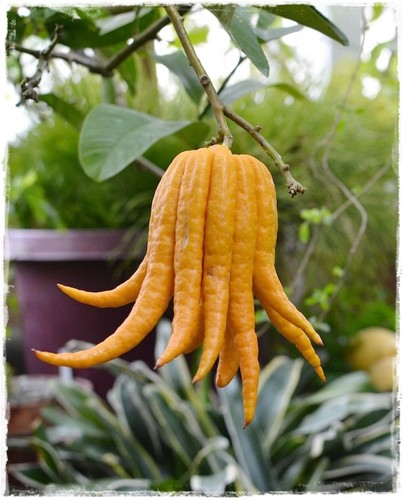 Limone mano buddha - limone,