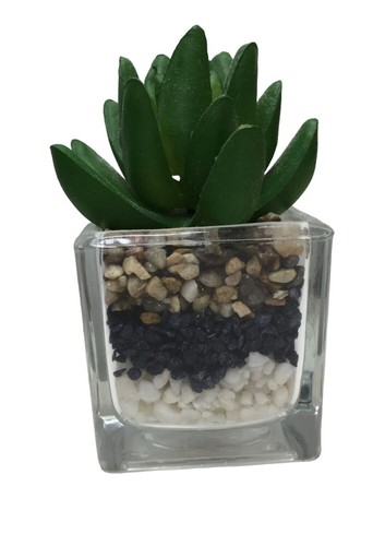 Mini succulenta vaso - mini,