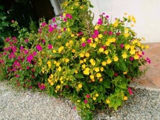 #20 Semi - BELLA DI NOTTE