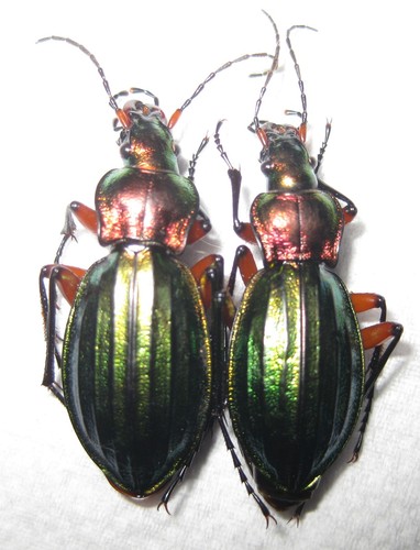 Carabidae carabus auronitens - 2,