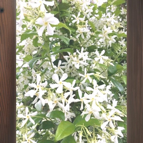 Piante trachelospermum - piante, di