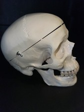 Modello di teschio anatomico a