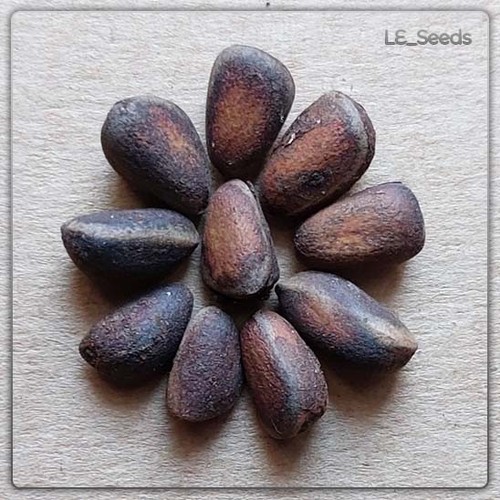 Semi pinus cembra pino - 10,