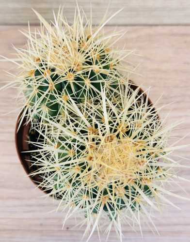 Echinocactus grusonii pot - grusonii, ,