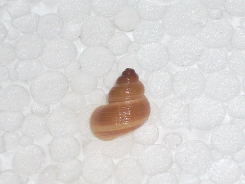 Pomatias elegans dark orange - elegans,