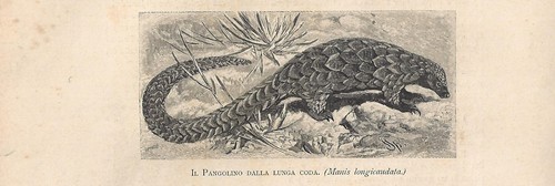 Stampa antica pangolino dalla - pangolino,