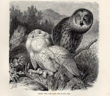 1894 Piccola Stampa Antica =