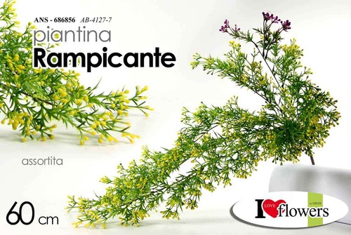 Edere pianta rampicante - pianta, cm
