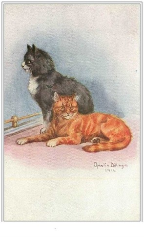 Chats 412 billingue - chats.n, °