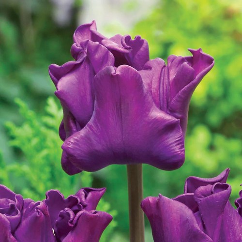 Tulipani bulbi fiori - tulipani,