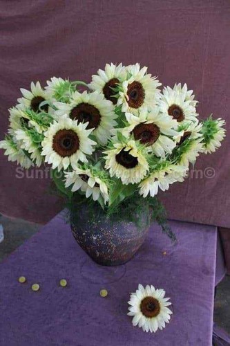 Girasole pro cut nite - girasole, f.1