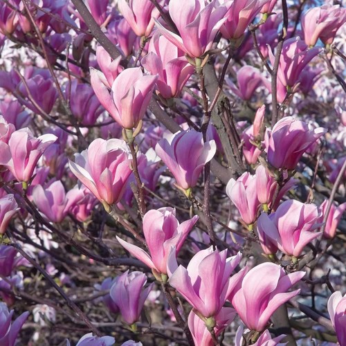 Magnolia giapponese - magnolia,