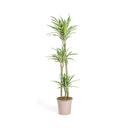 Dracaena deremensis white - dracaena, 'white