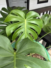 Monstera deliciosa taglio - monstera,