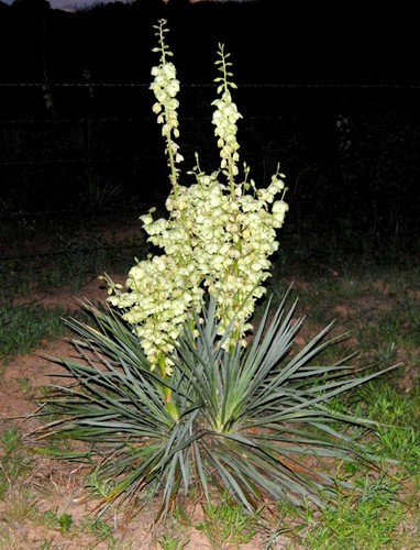 Piante yucca adamo - piante,