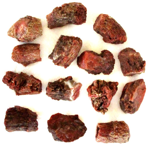 Corallo corno rosso rugosa - -,