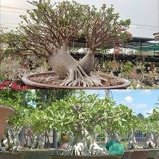 PRE01 Adenium Arabicum