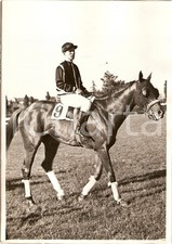 1939 MILANO SAN SIRO Cavallo GRAZZANO vincitore Gran Premio Fiera rientra a peso
