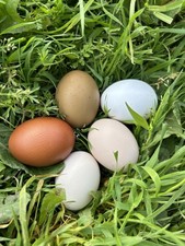 Uova Feconde, Razza Pura