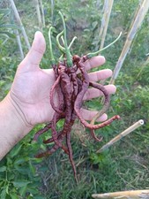 SEMI DI THUNDER CACHO BROWN