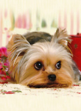 UNIGRAF  Postcard  ** Yorky  *