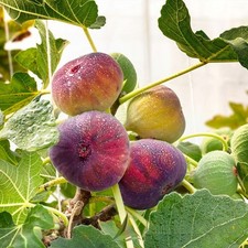 Pianta frutto fico nano - da, in