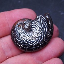 42mm Goniatite Discoclymenia