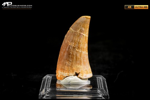 Dente fossile mosasaurus - dente,