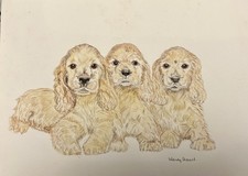 VTG Golden Cocker Spaniel