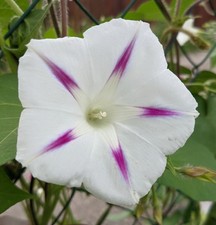 Ipomoea “Starshine” Semi |