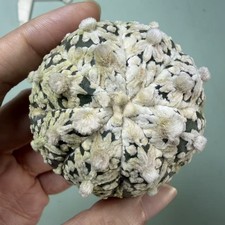 Prezzo di vendita flash Cacti