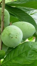 Pianta asimina triloba - di,